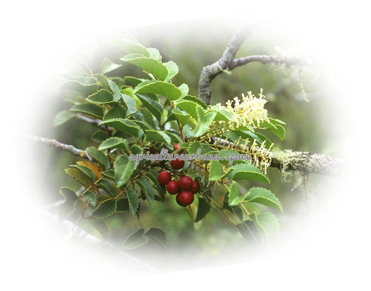 Como sembrar  Avellanas en casa