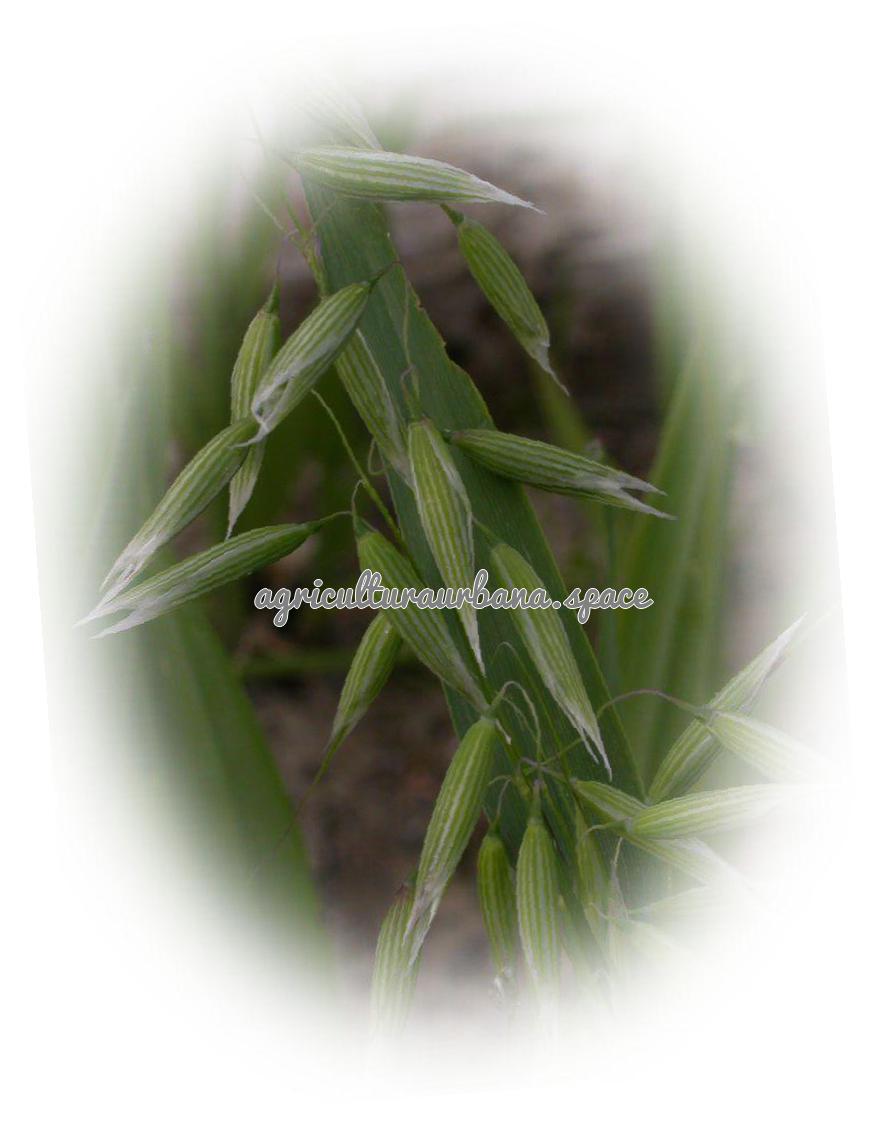 como plantar Avena