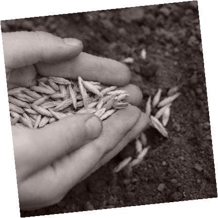 Como cultivar  Avena en maceta