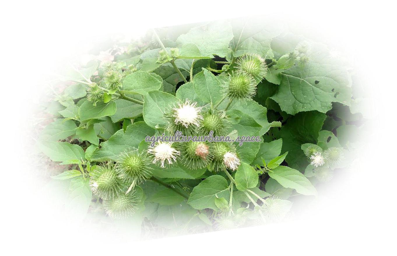 Como cultivar  Bardana en maceta