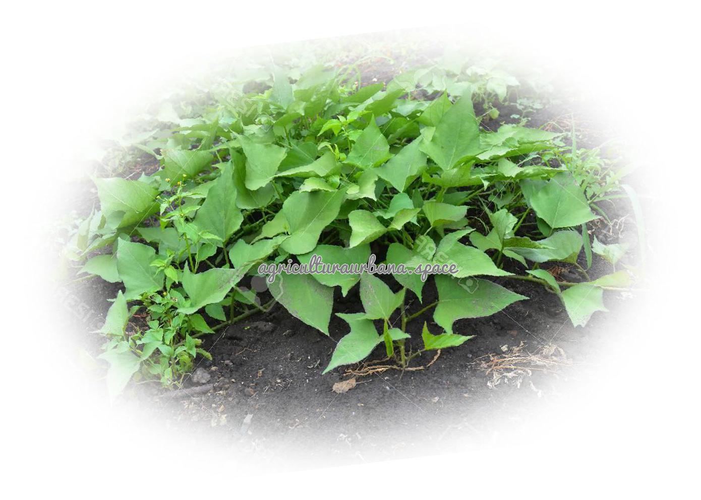 planta Batata