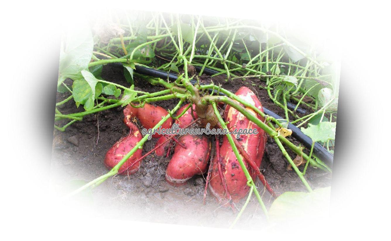 cultivar Batata
