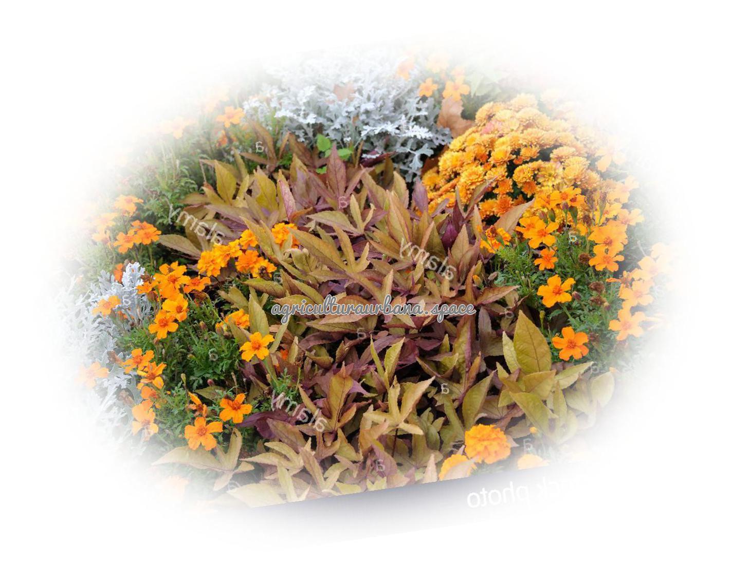 Como cultivar  Batata en tu casa