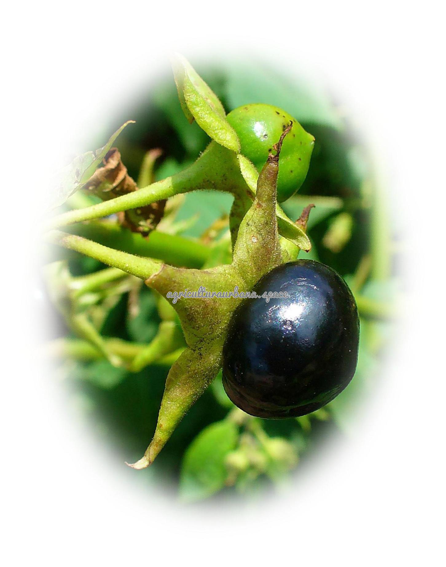 Como plantar  Belladona en maceta