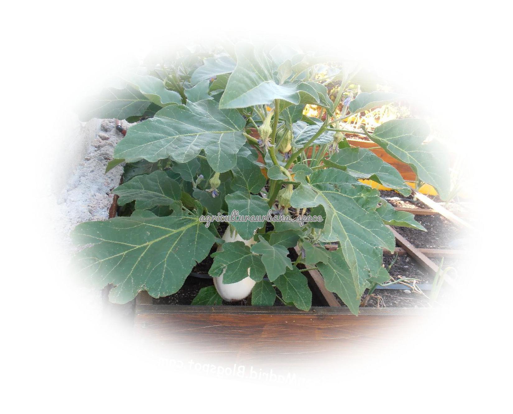 Como sembrar  Berenjena en casa