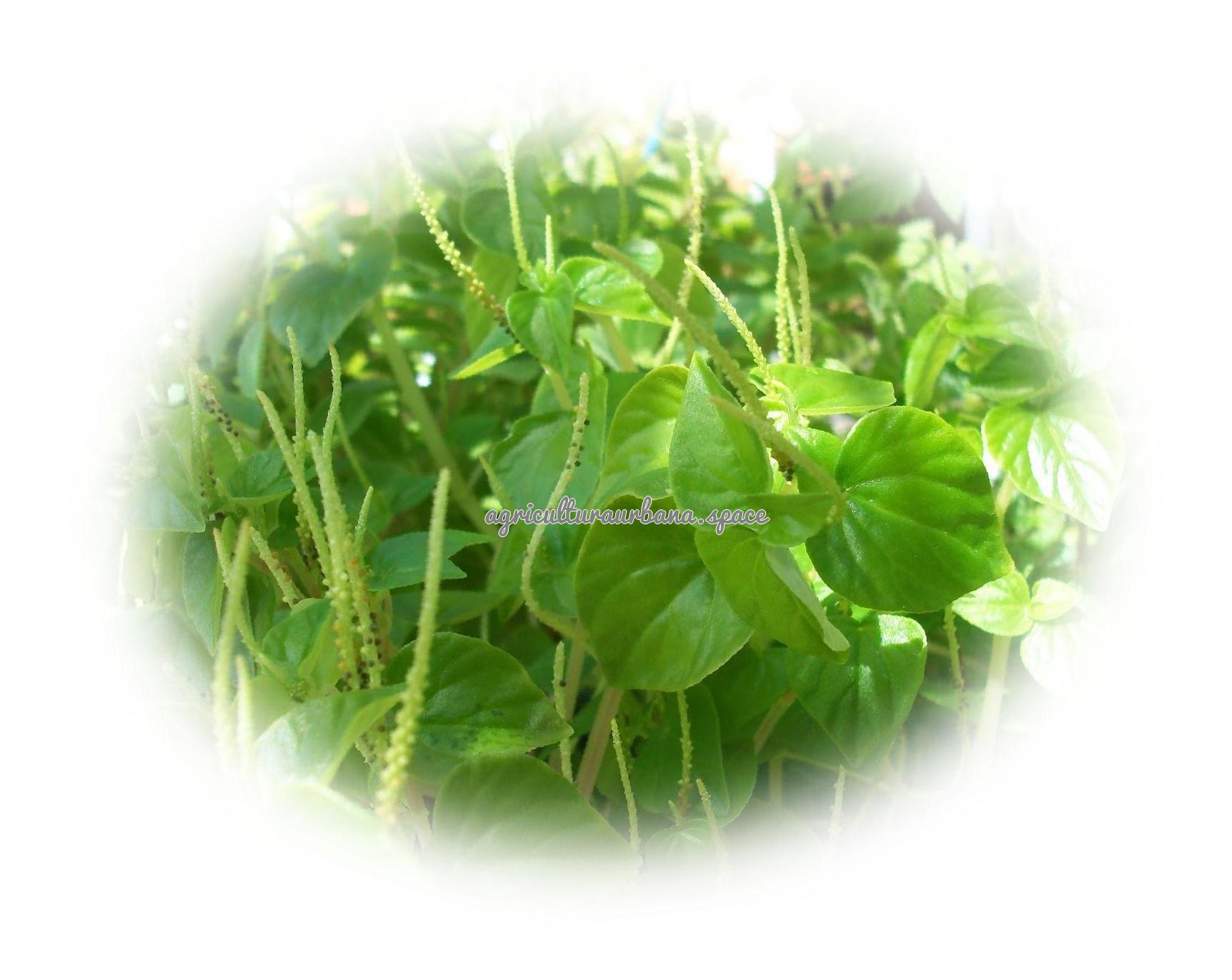 Como sembrar  Berros en tu casa