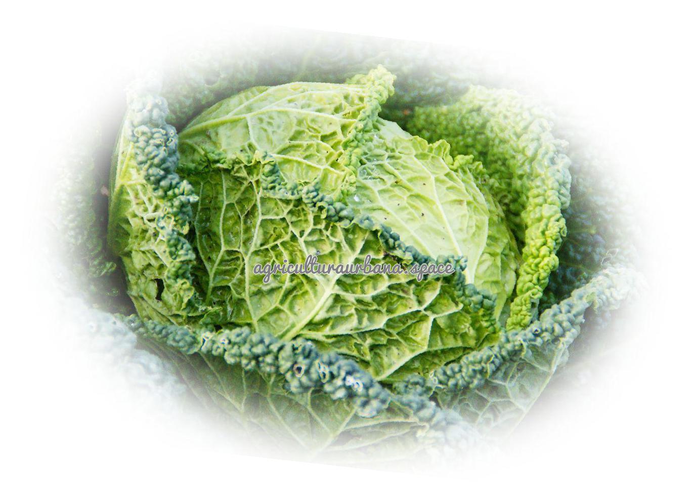 Como sembrar  Berza en maceta