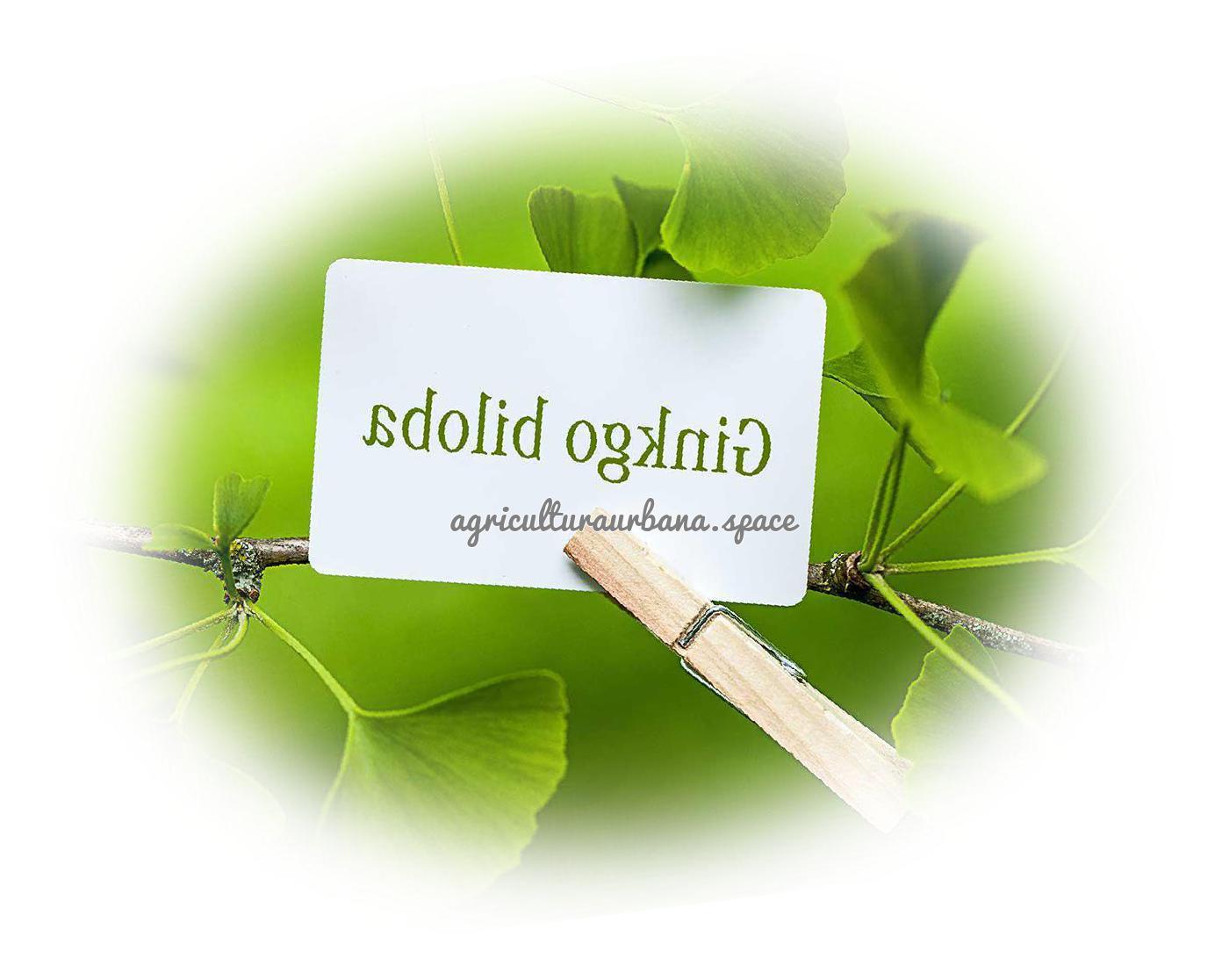 Como cultivar  Biloba en tu casa