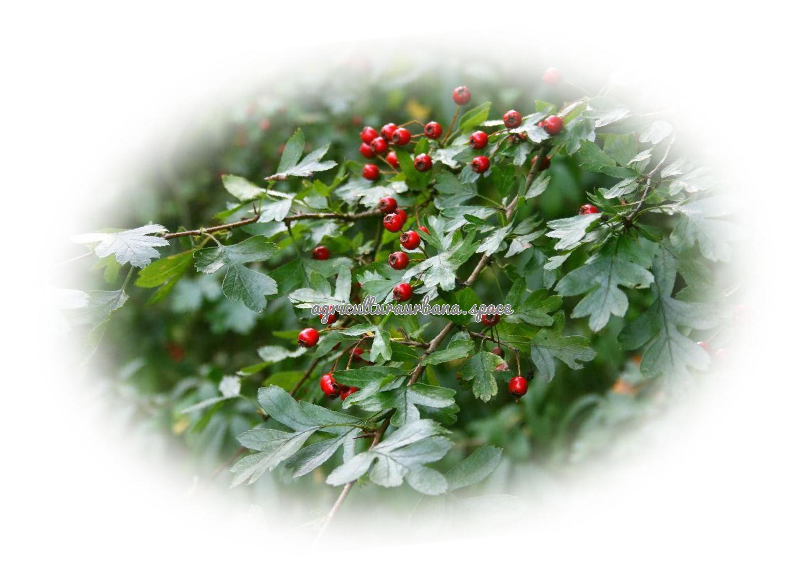 Como sembrar  Blanco O Albar en casa