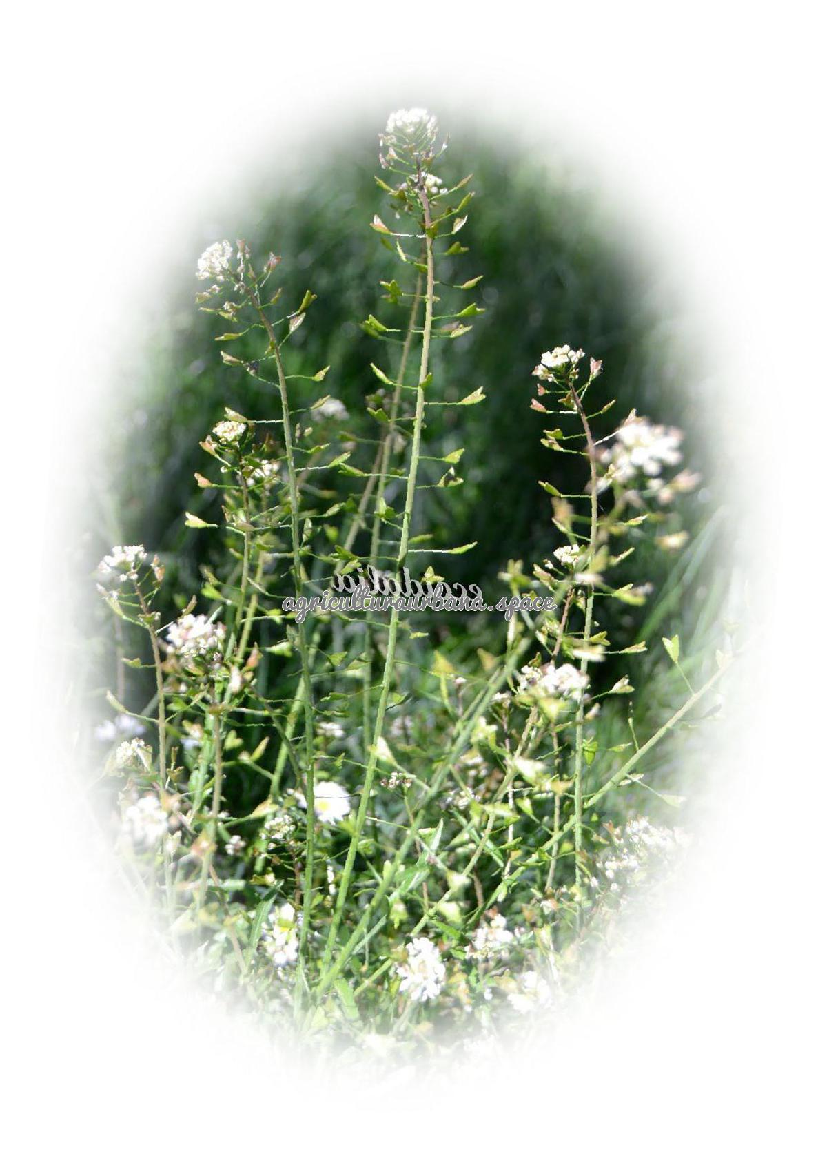 planta Bolsa-De-Pastor