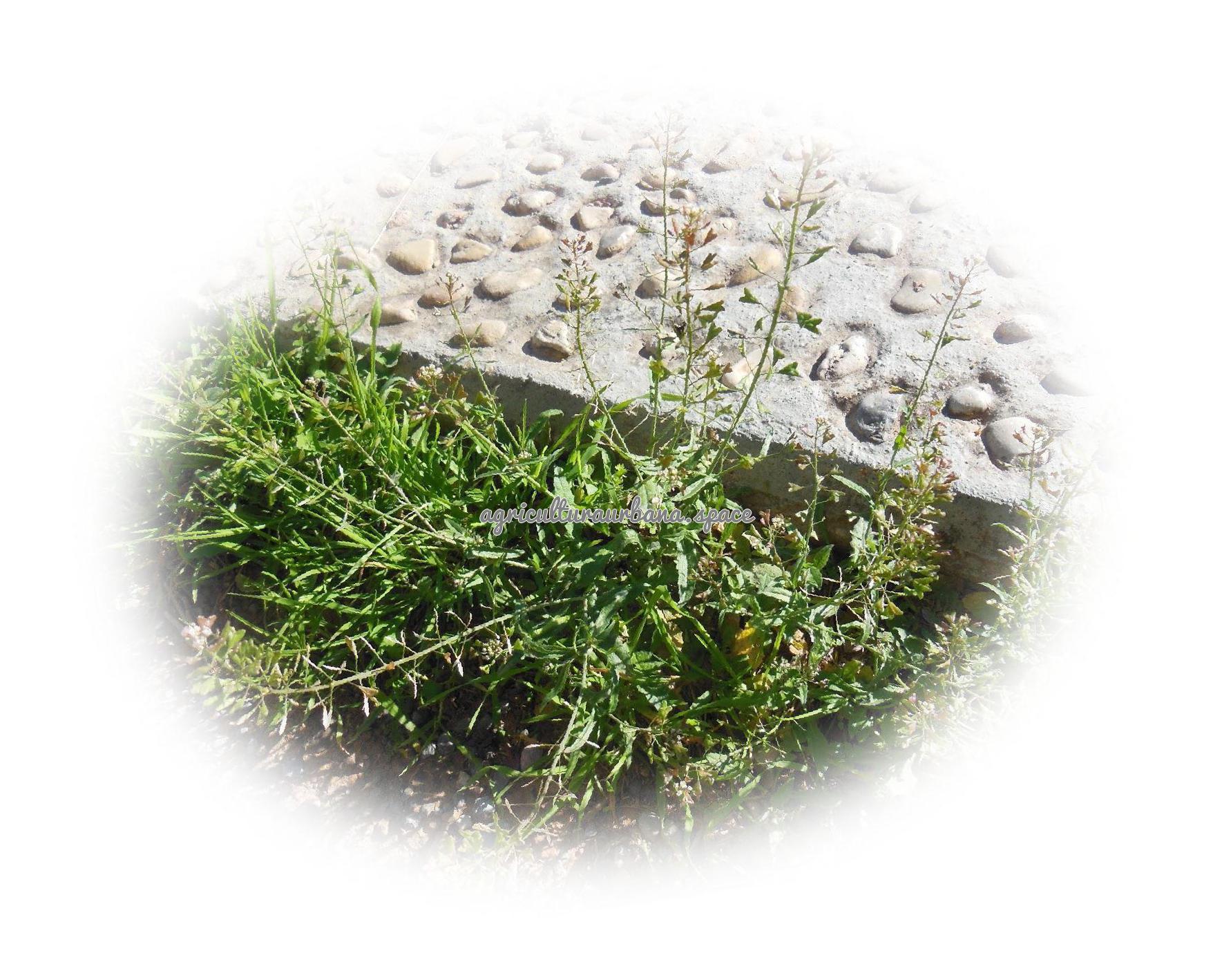 Como plantar  Bolsa De Pastor en casa