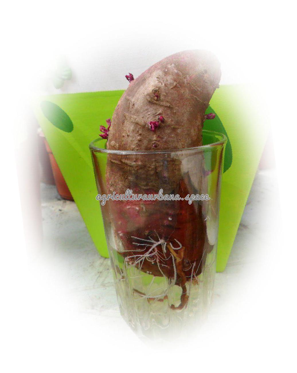 Como plantar  Boniato en casa