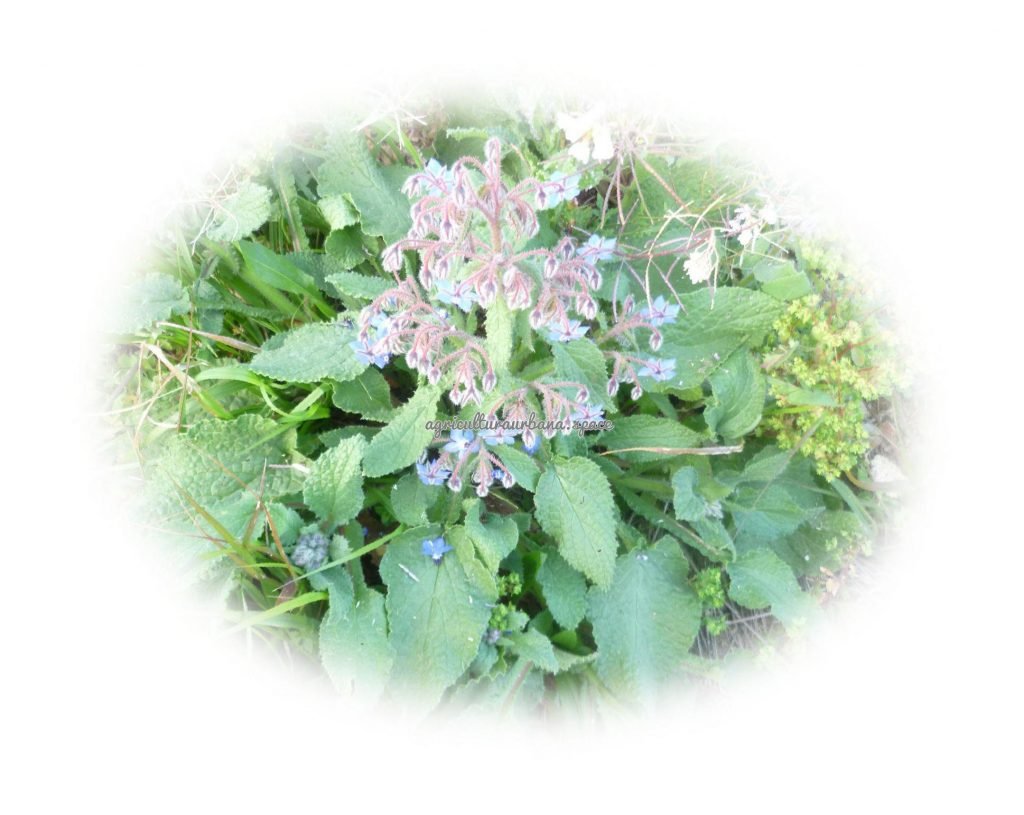 Como plantar  Borraja en tu casa