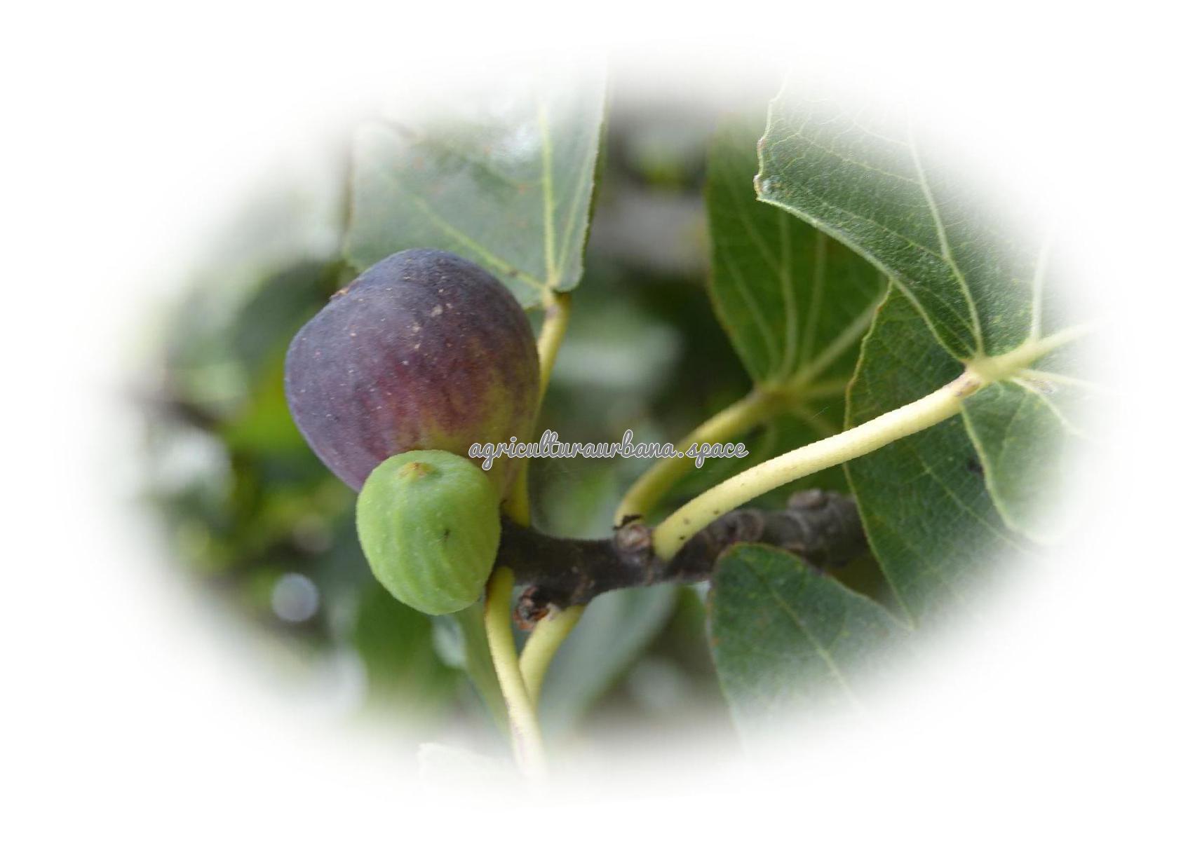 Como sembrar  Brevas en maceta