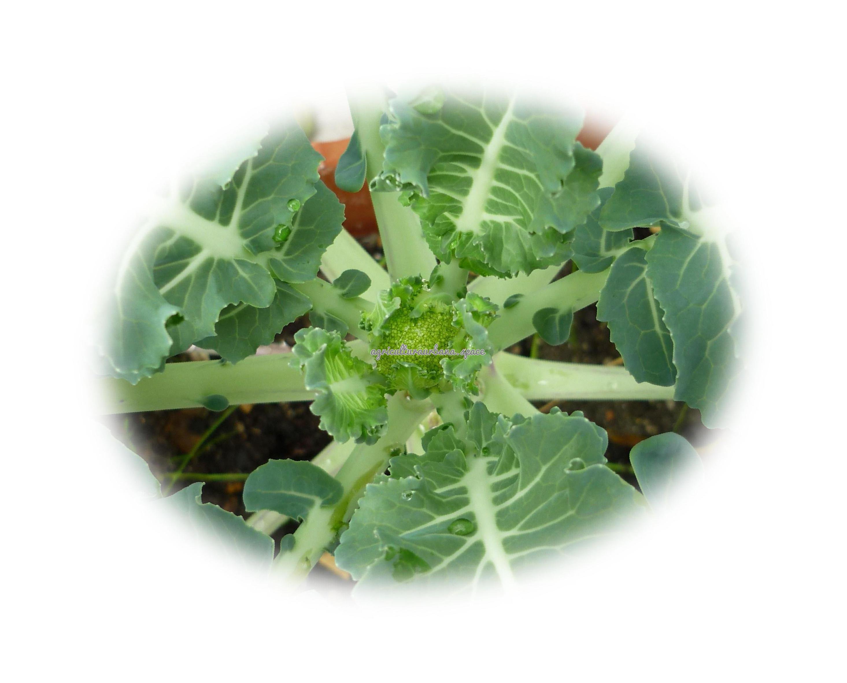 planta Brocoli