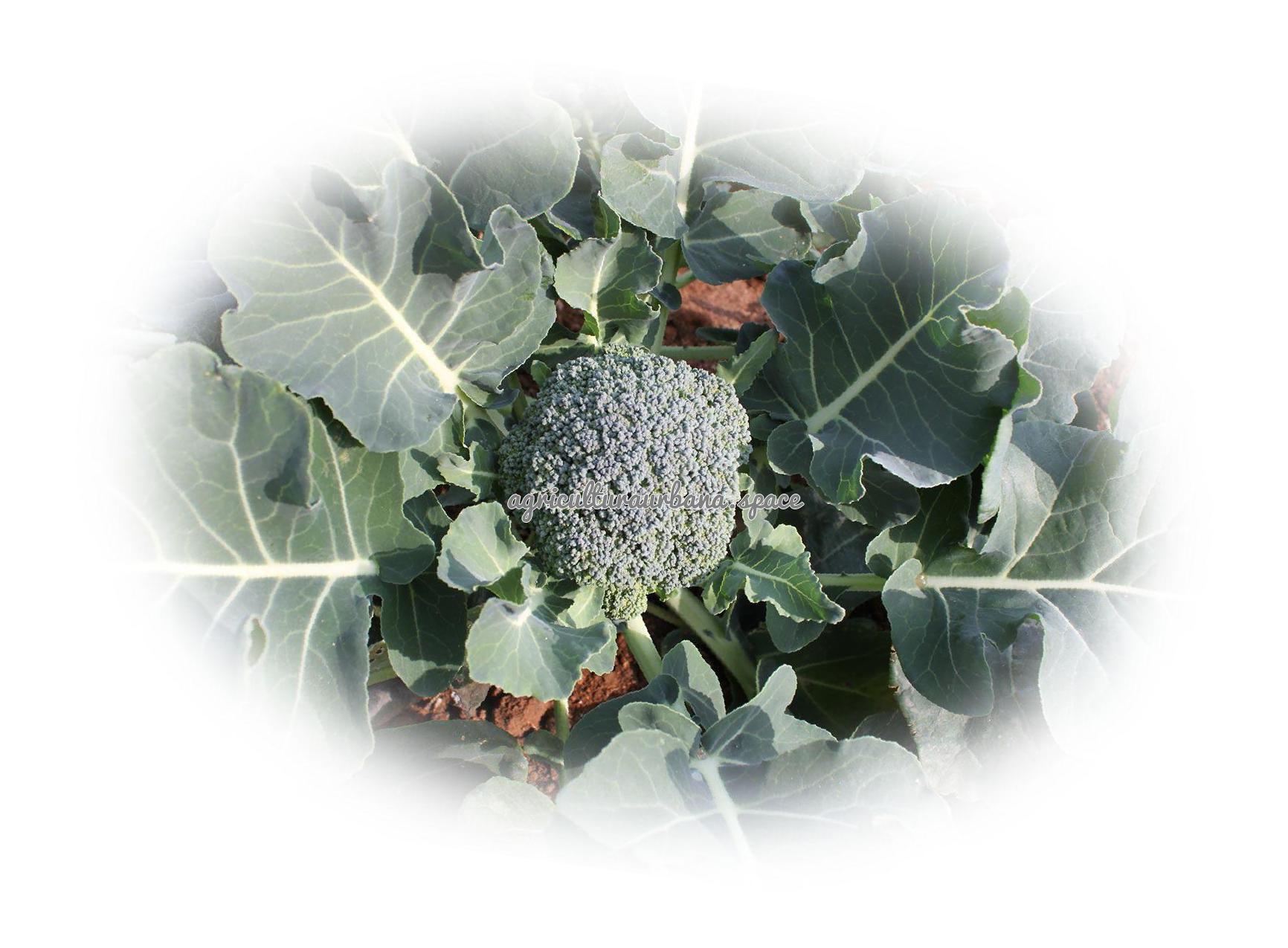 cultivar Brocoli