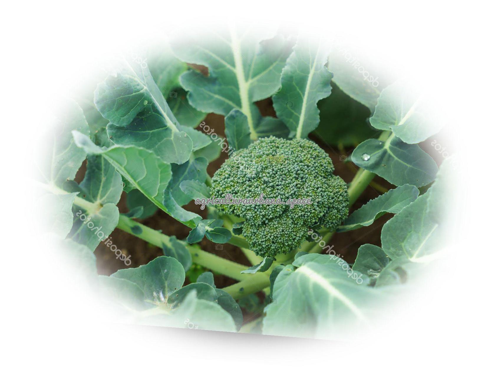 Brocoli