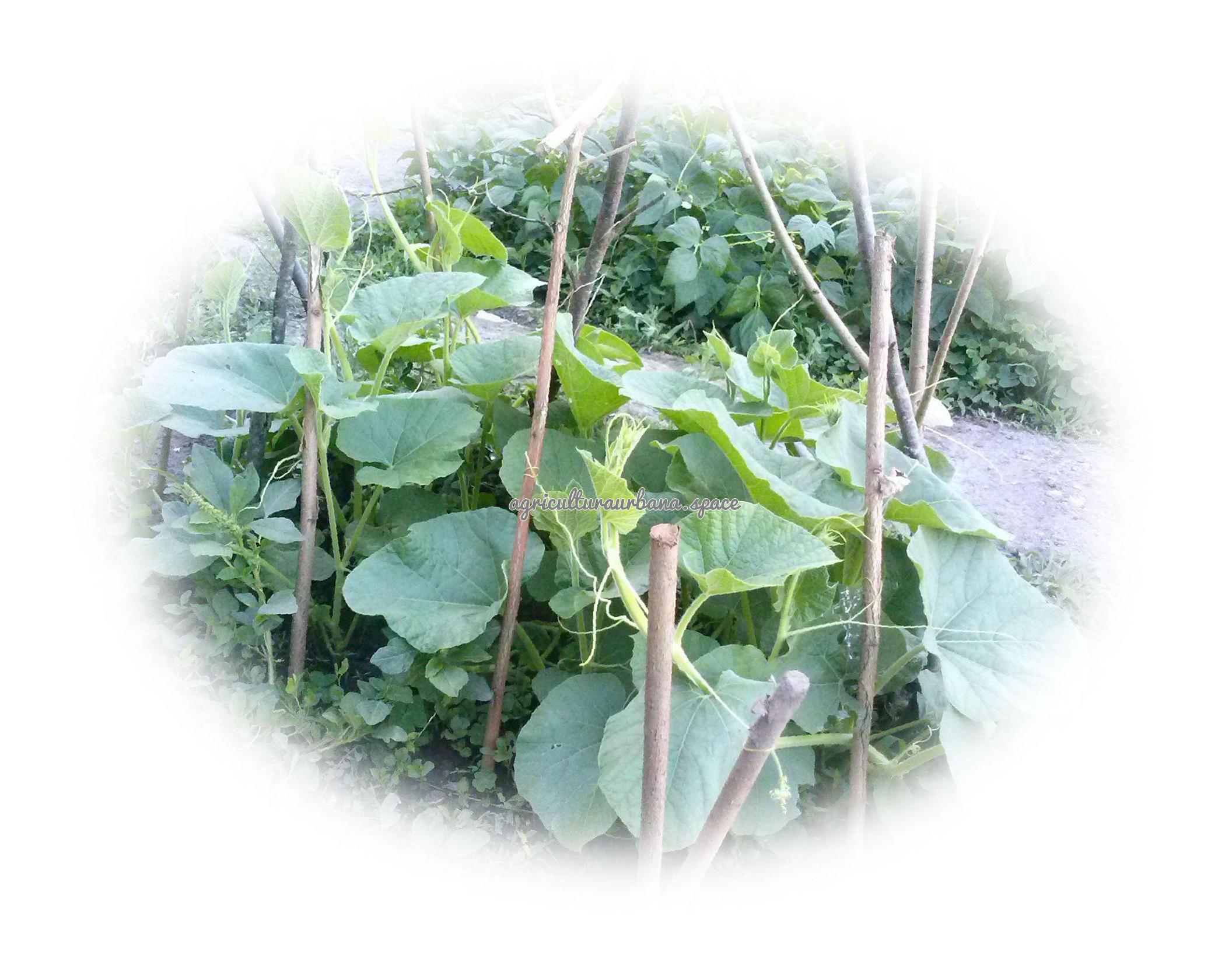 arbol Calabaza