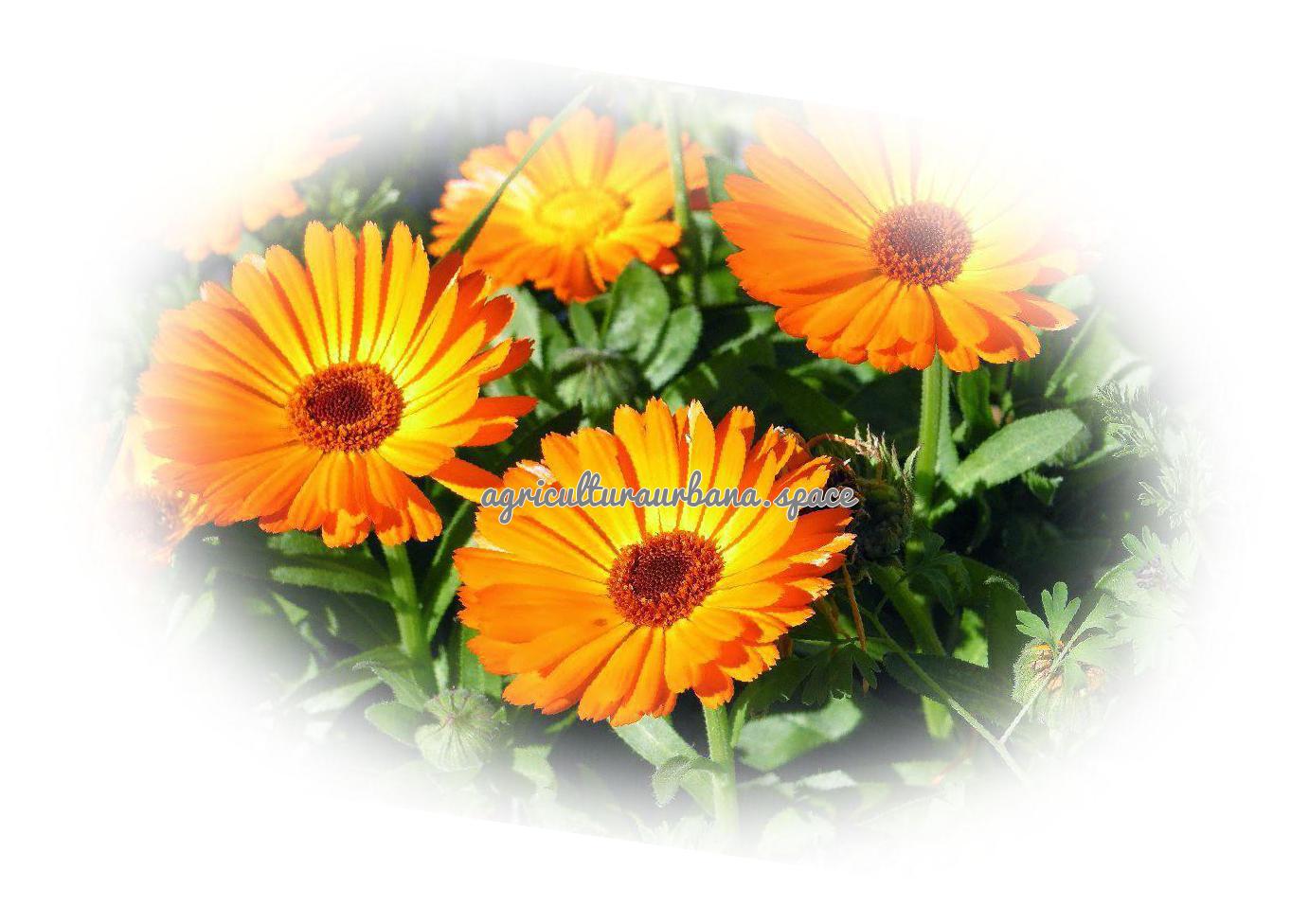 planta Calendula