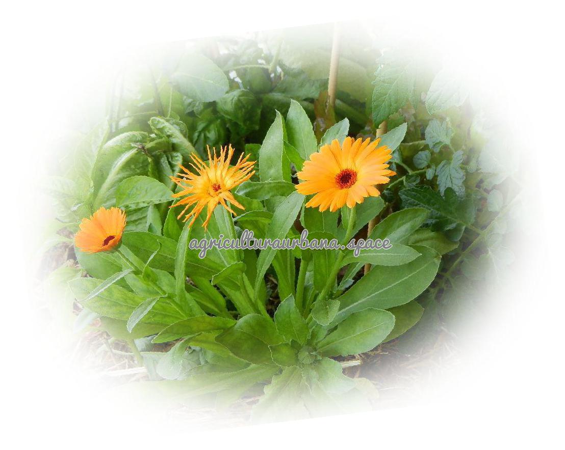 plantar Calendula