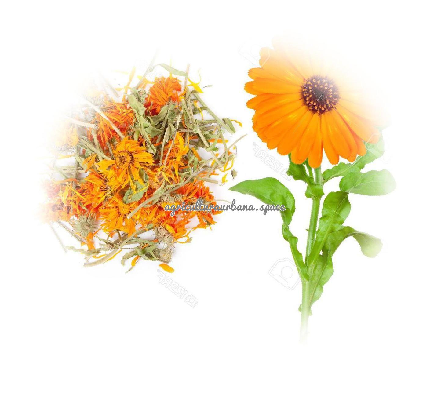 Calendula