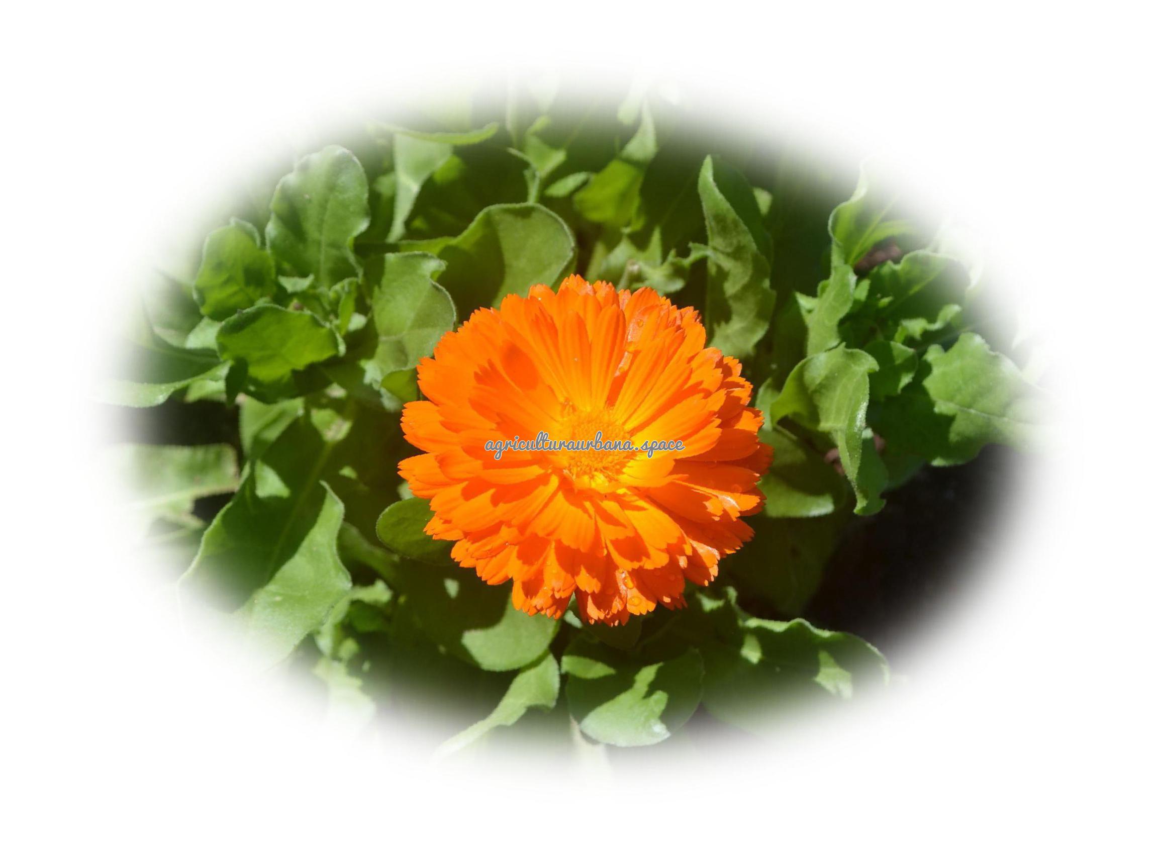 como plantar Calendula