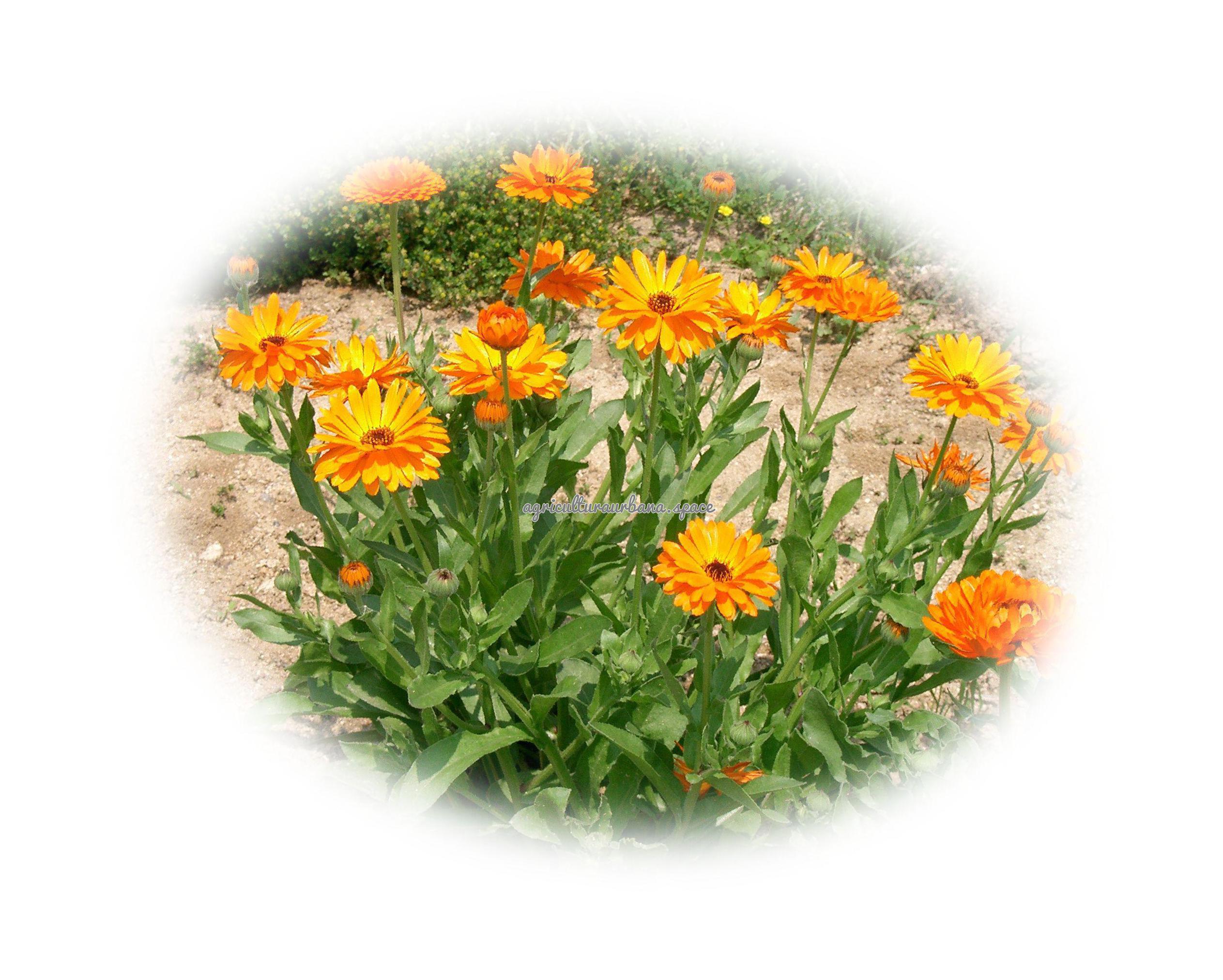 arbol Calendula