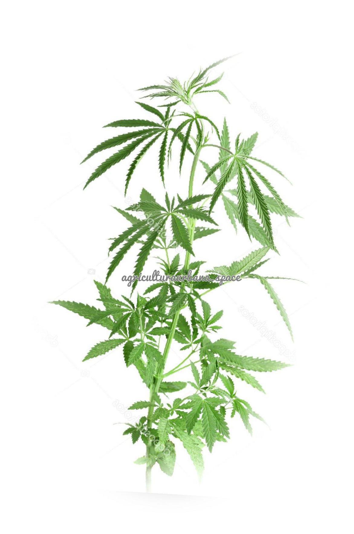 Como sembrar  Cáñamo en maceta