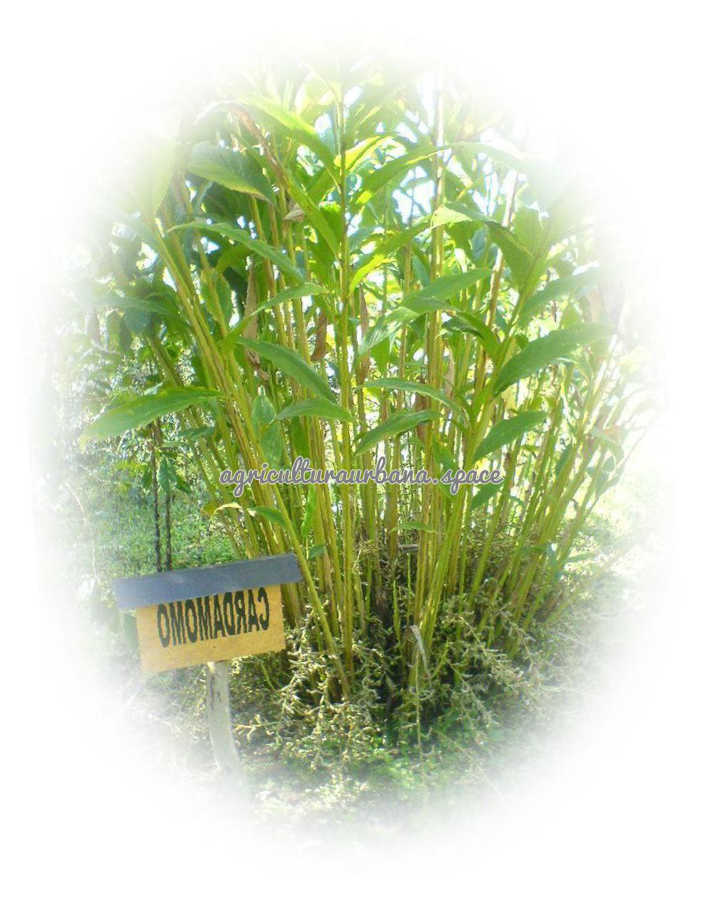 planta Cardamomo