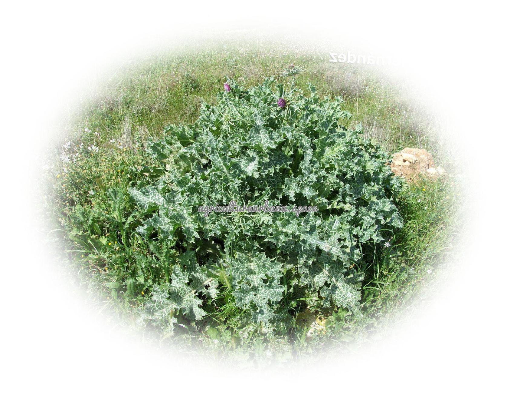 Como plantar  Cardomariano en maceta