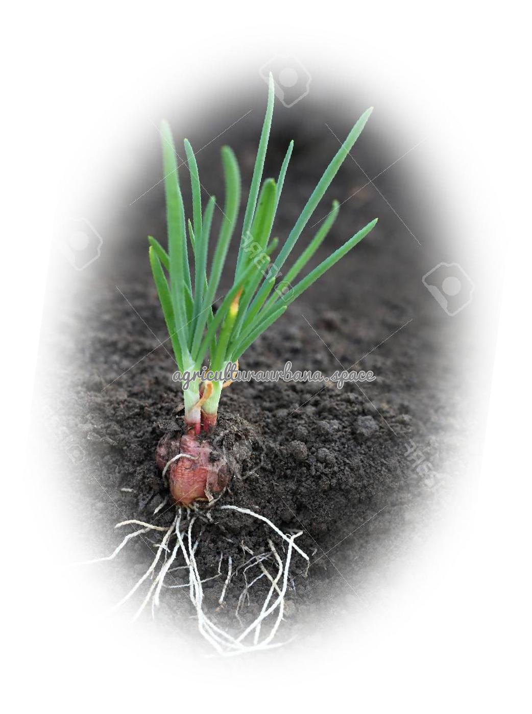 como plantar Cebolla