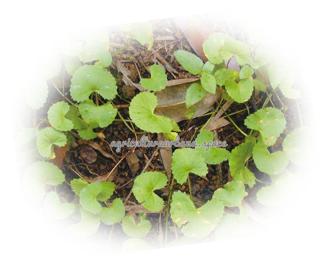 cultivar Centella-Asiatica