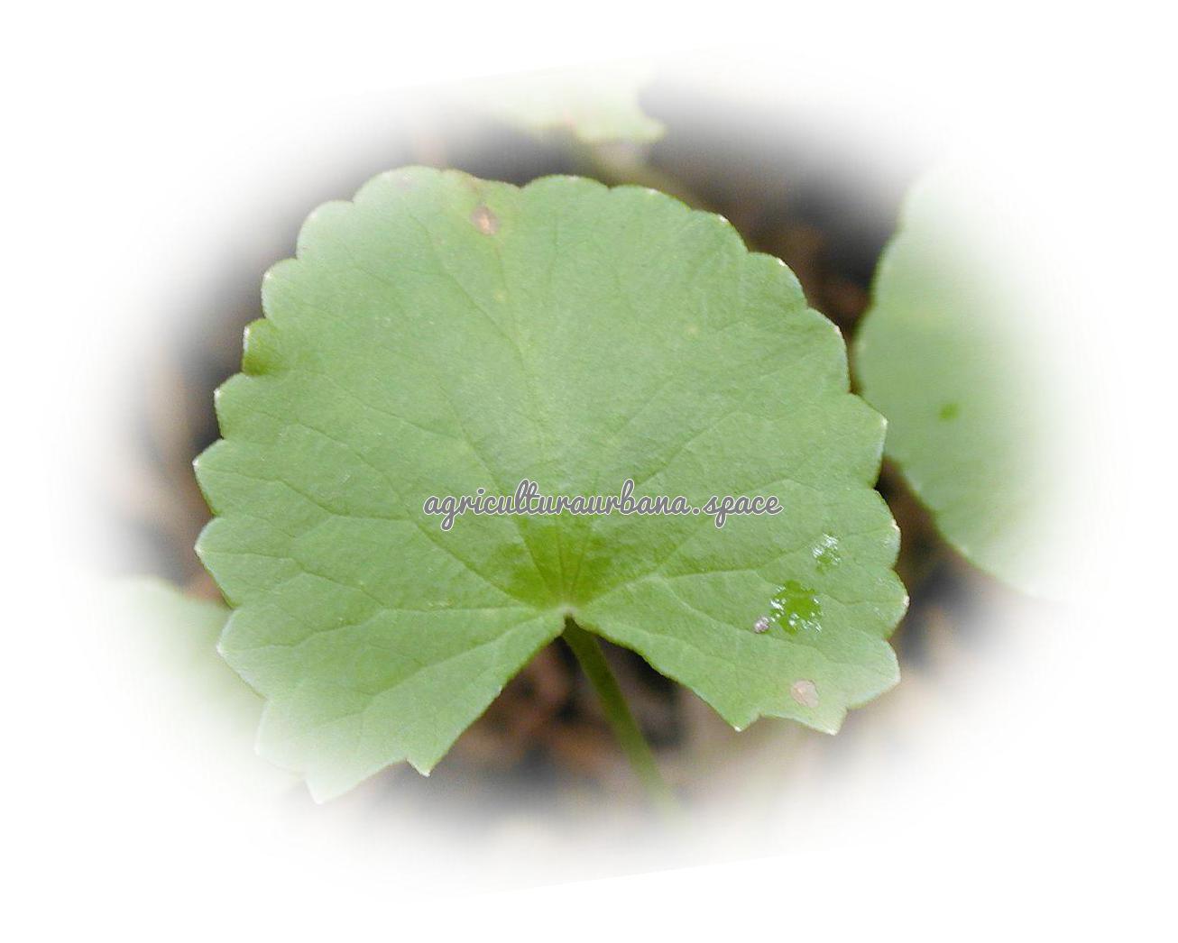 plantar Centella-Asiatica