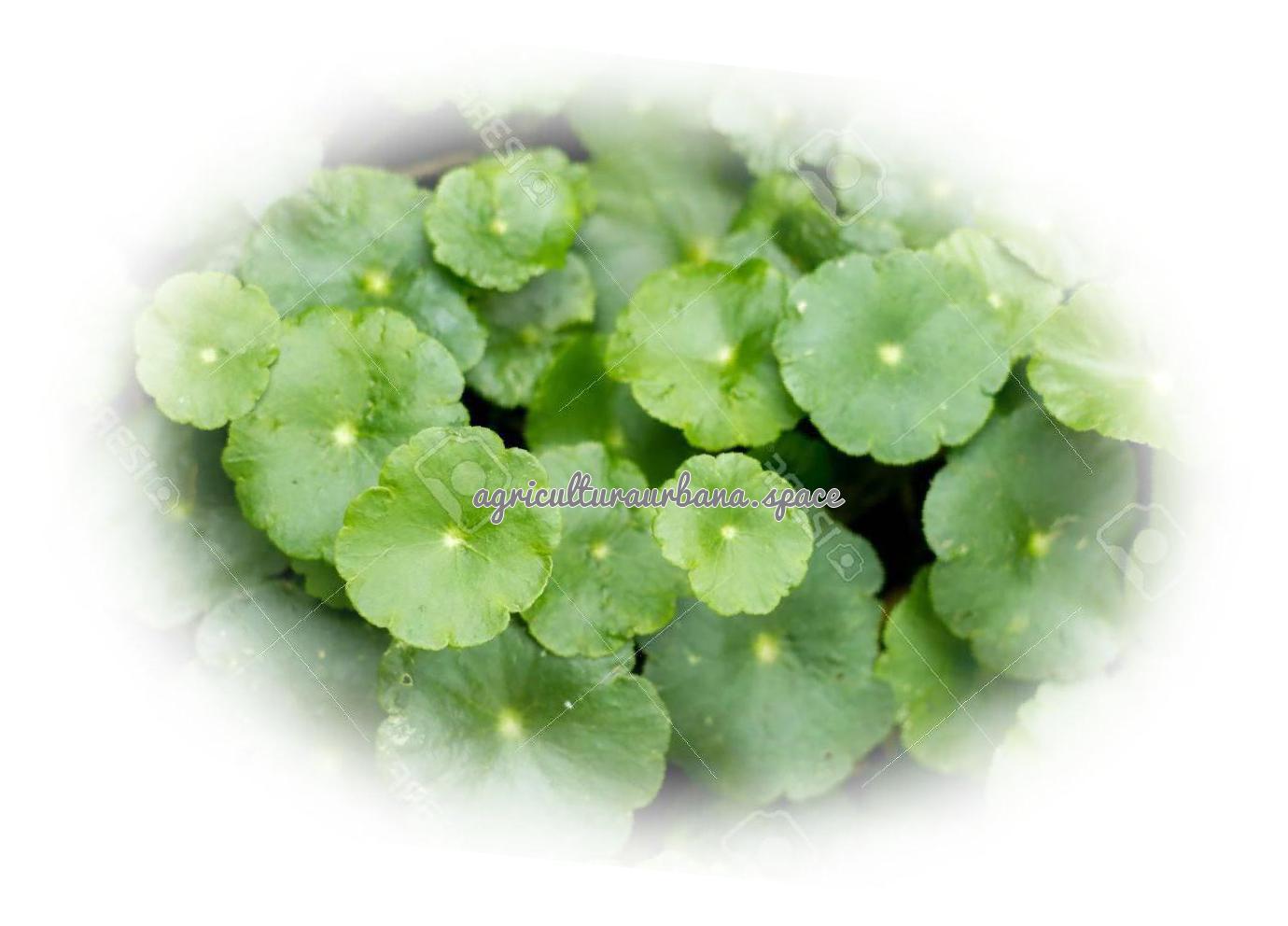 Centella-Asiatica