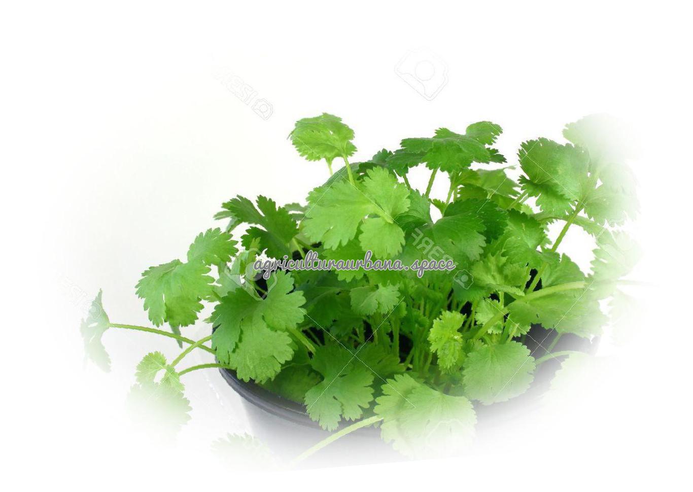 cultivar Cilantro