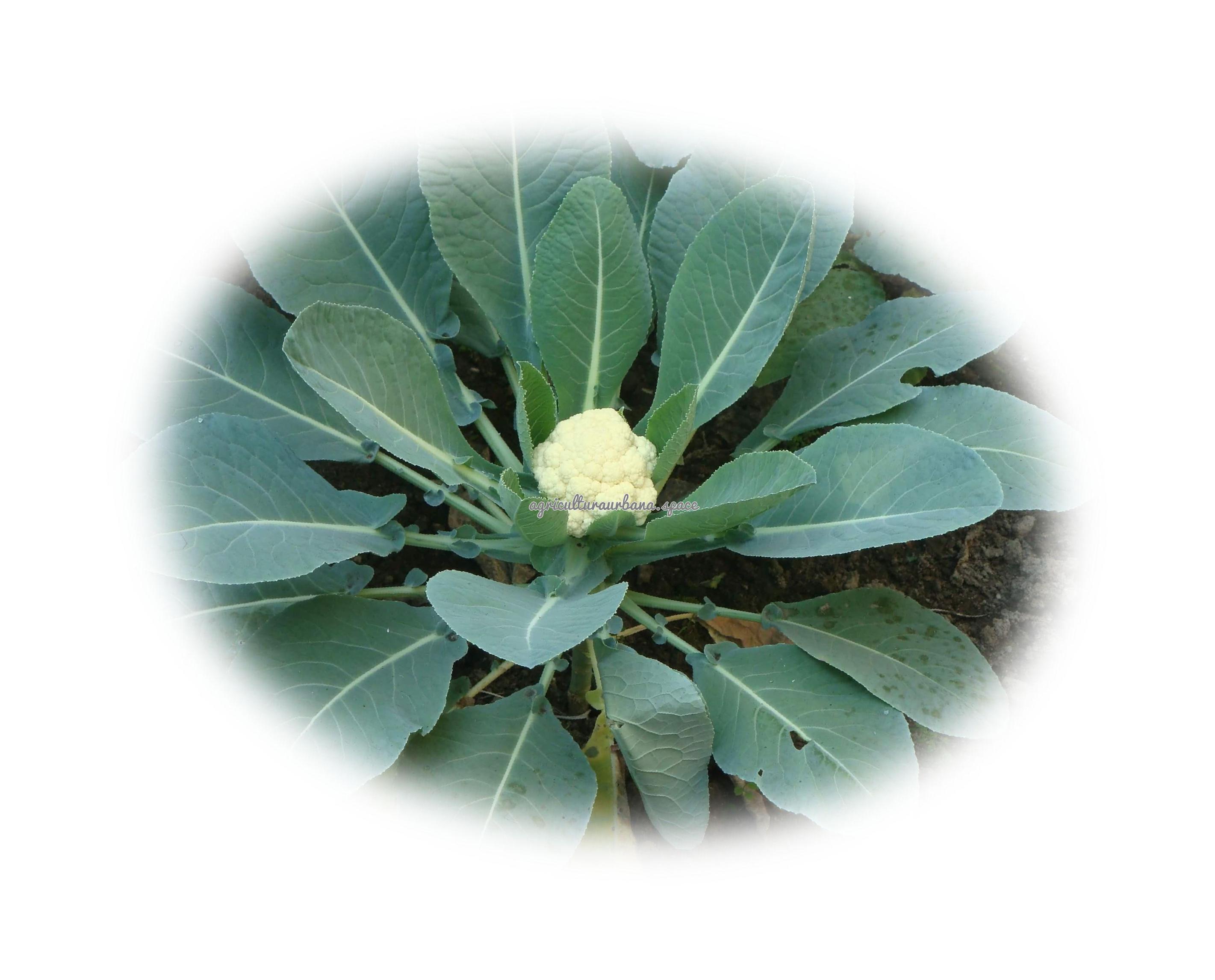 planta Coliflor