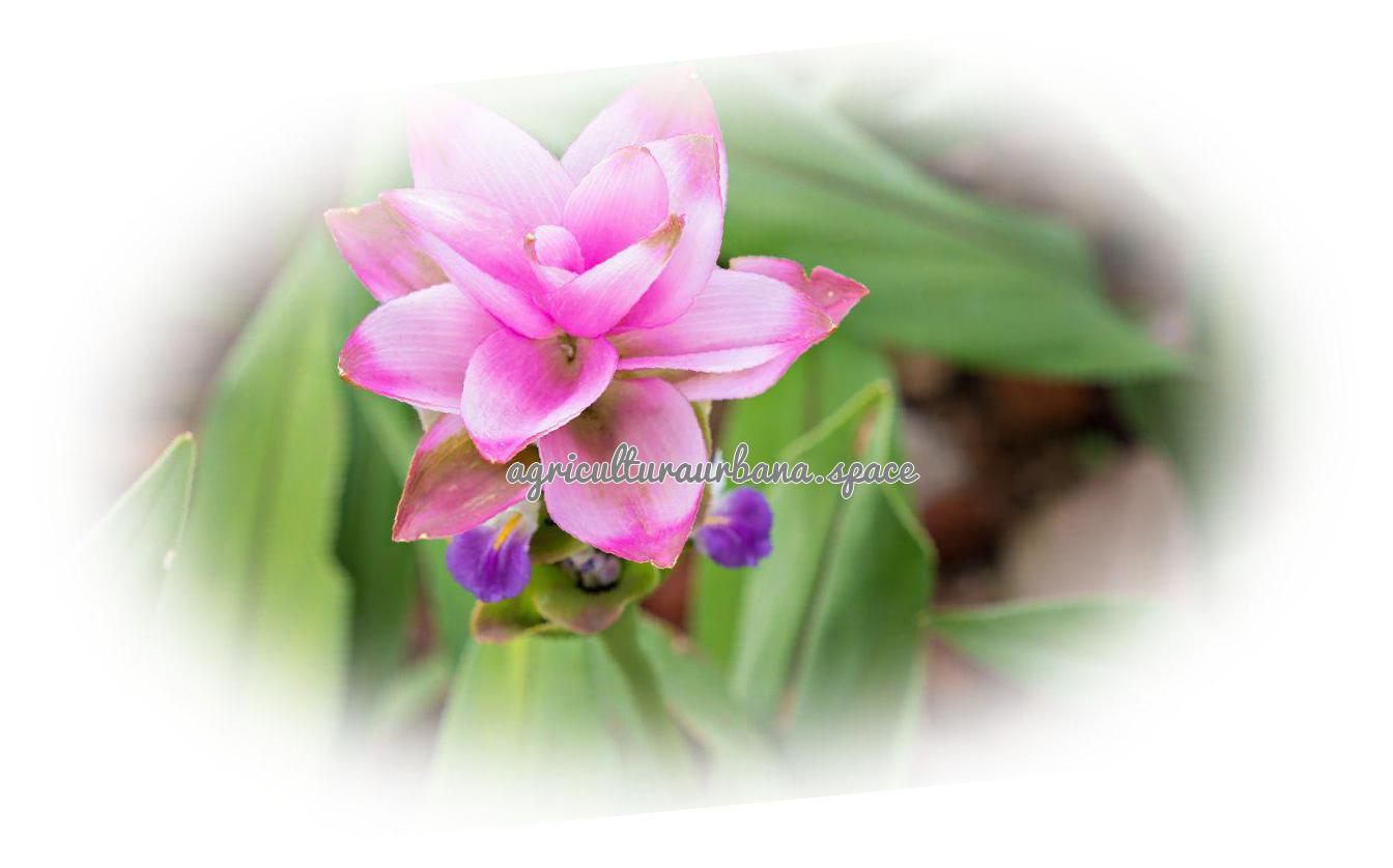 planta Curcuma