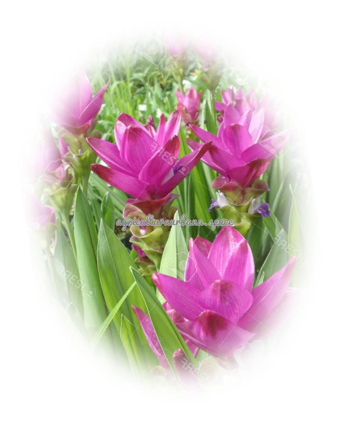 Curcuma