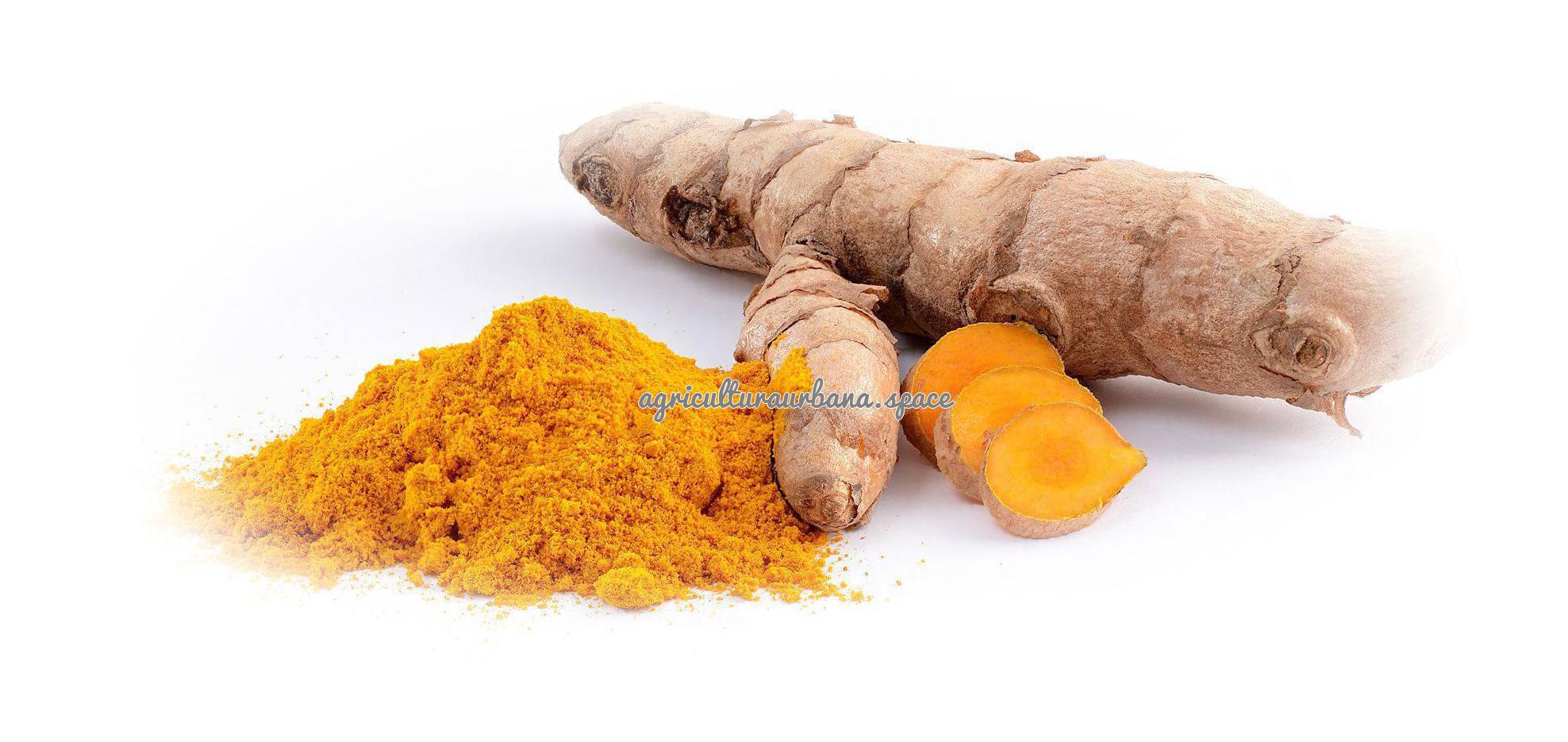 Como cultivar  Cúrcuma en maceta