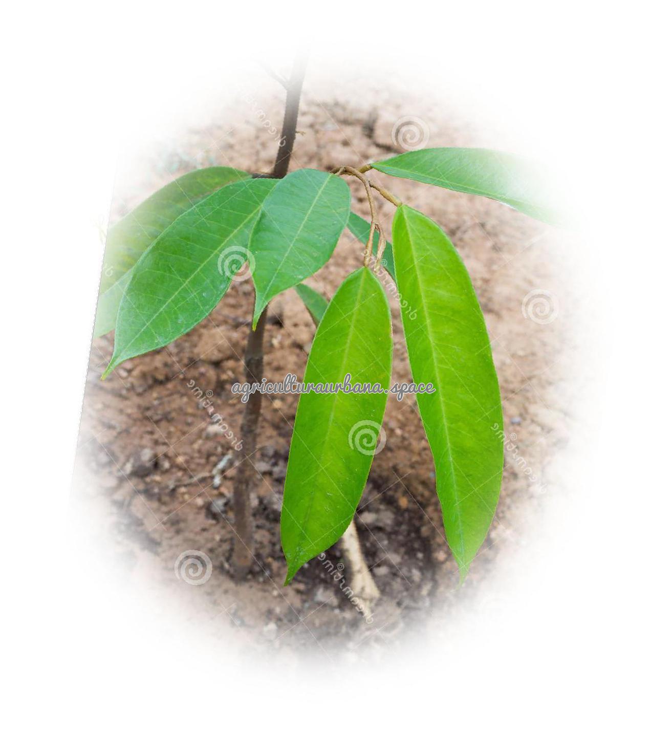 Como cultivar  Durián en maceta