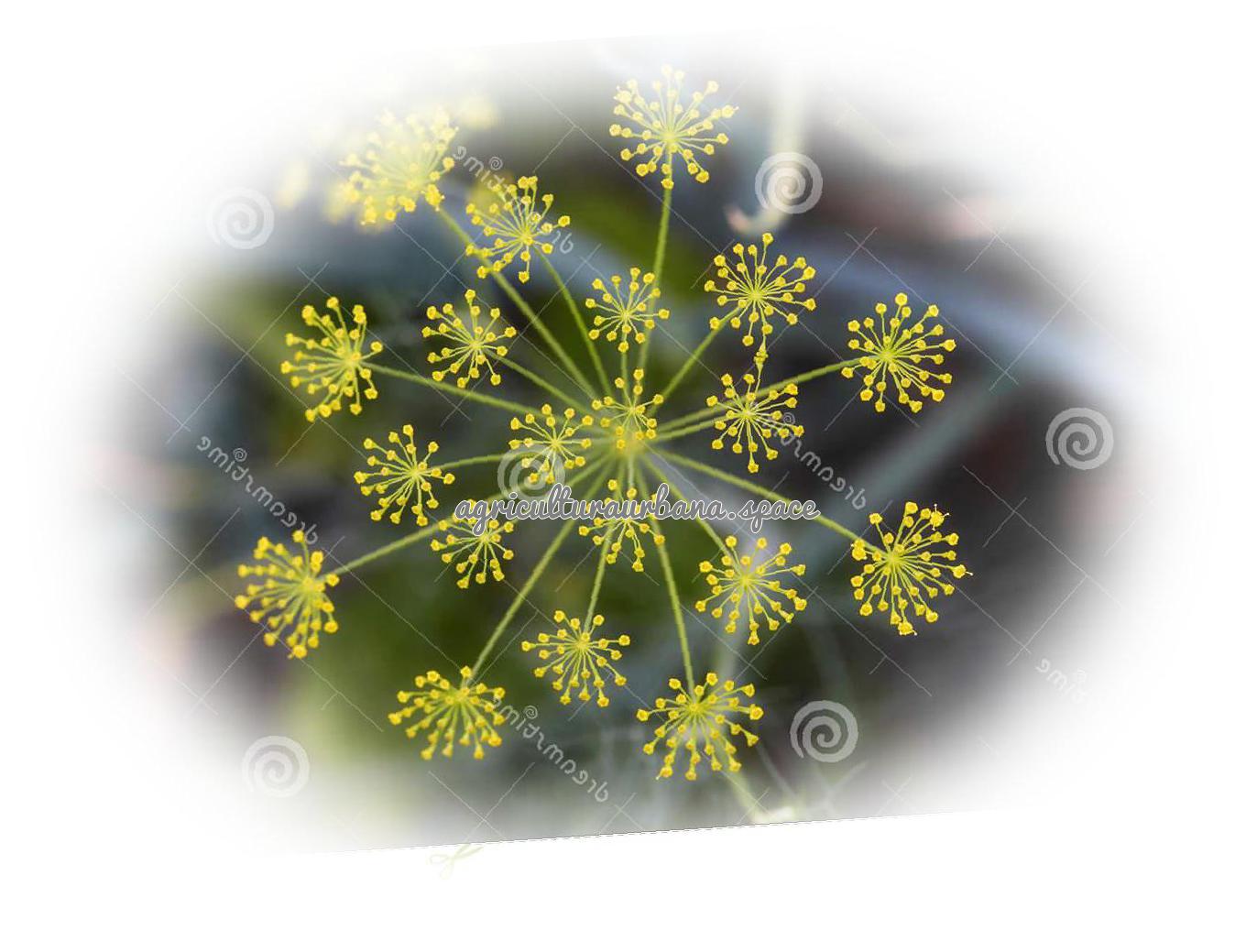 Como sembrar  Eneldo en maceta