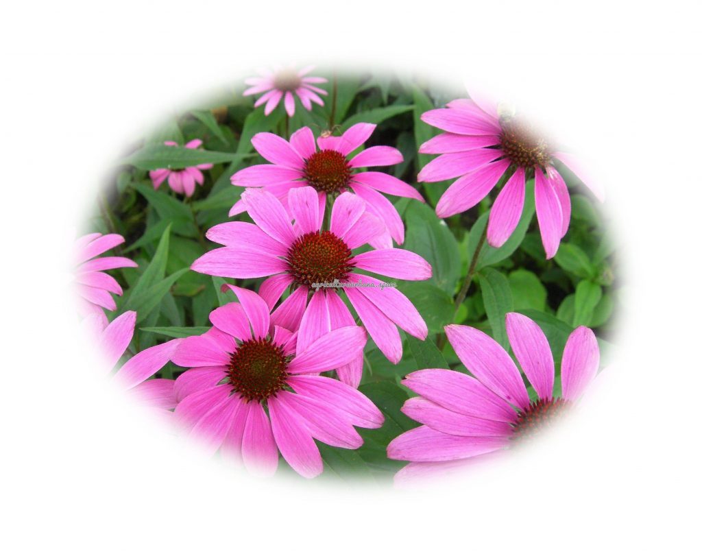 Como sembrar  Equinácea en maceta