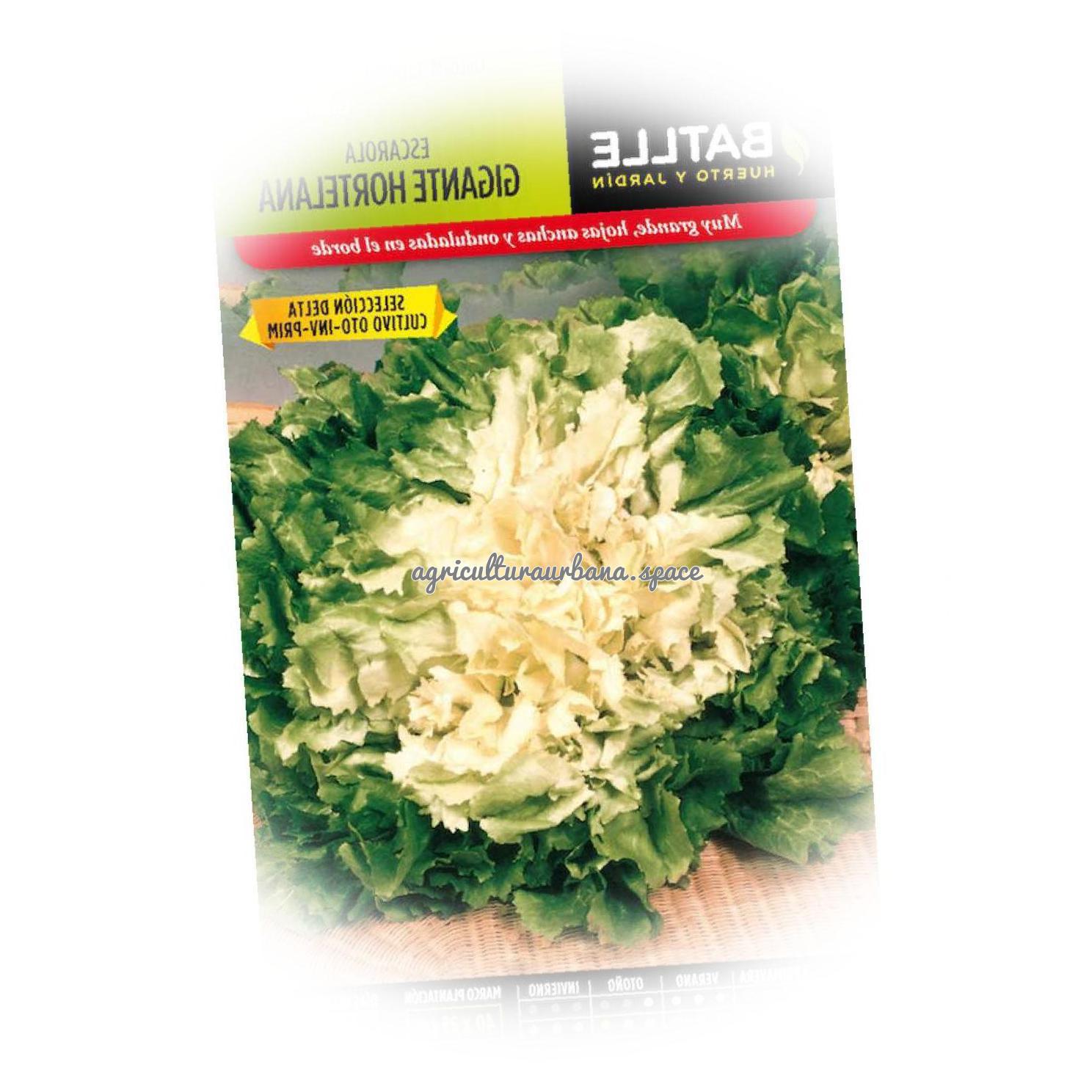 Como cultivar  Escarola en tu casa