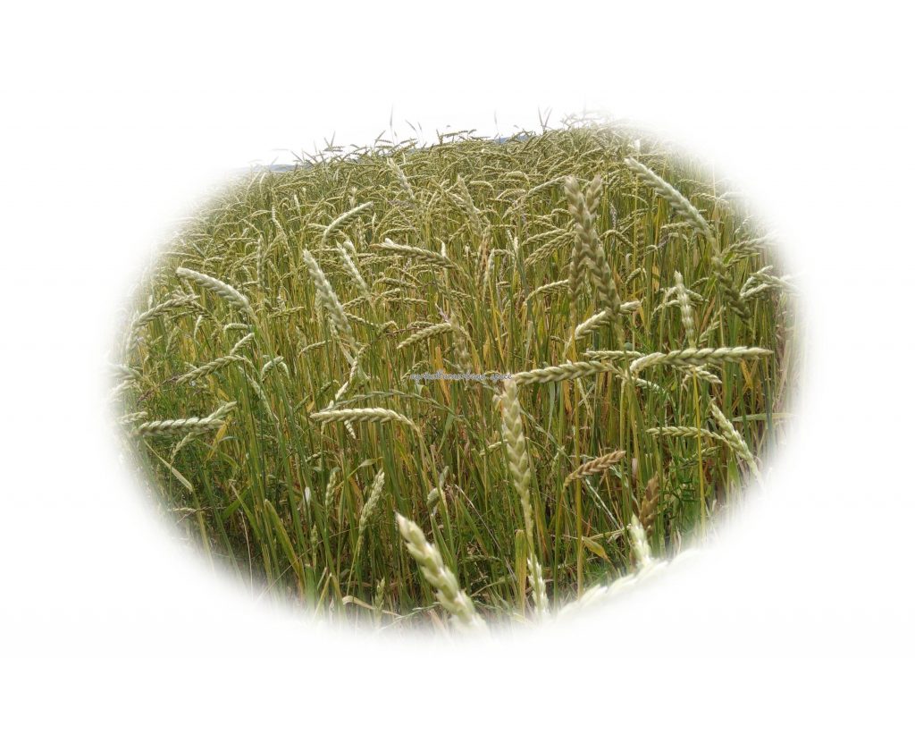 Como sembrar  Espelta en casa