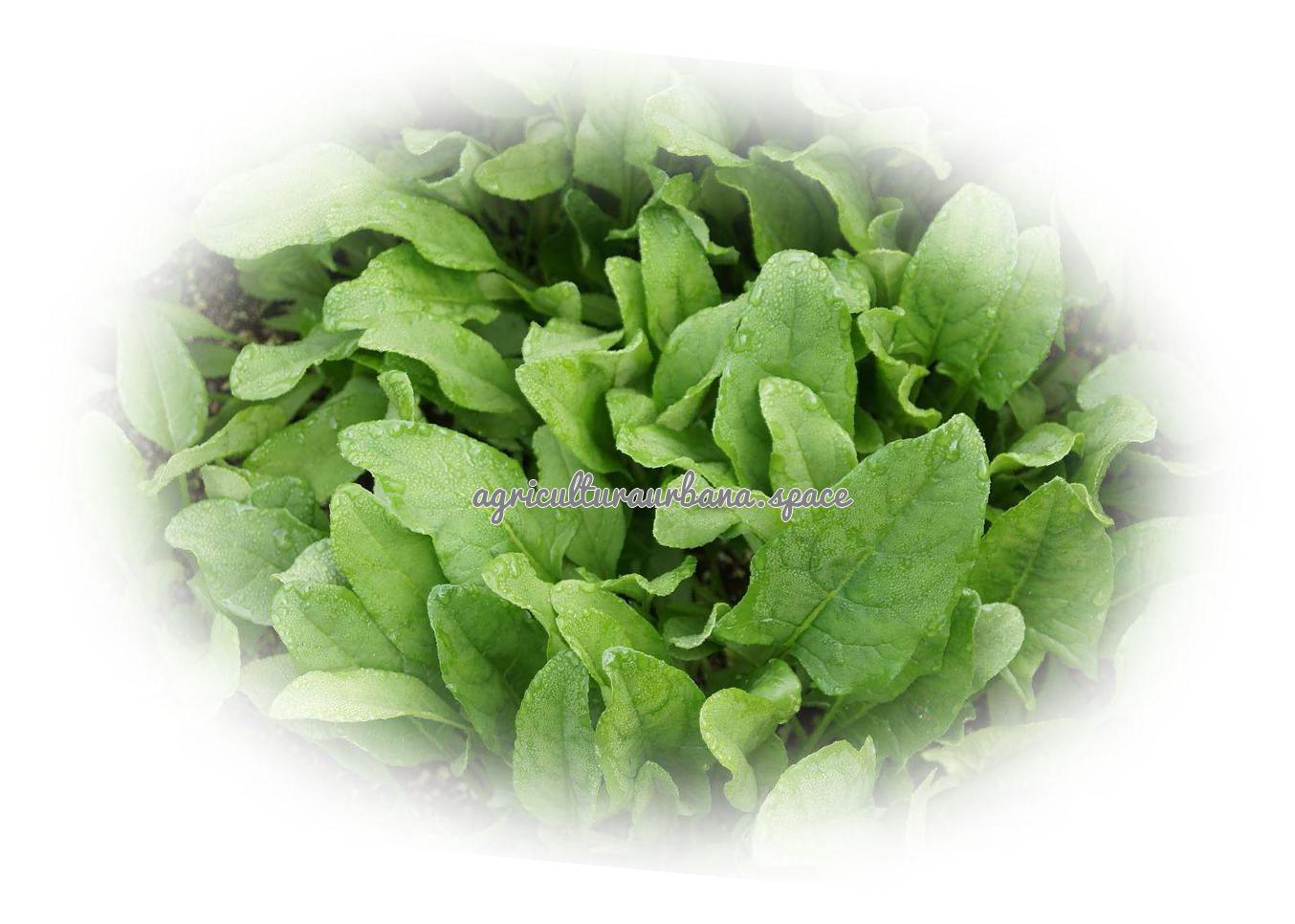 Como sembrar  Espinaca en casa