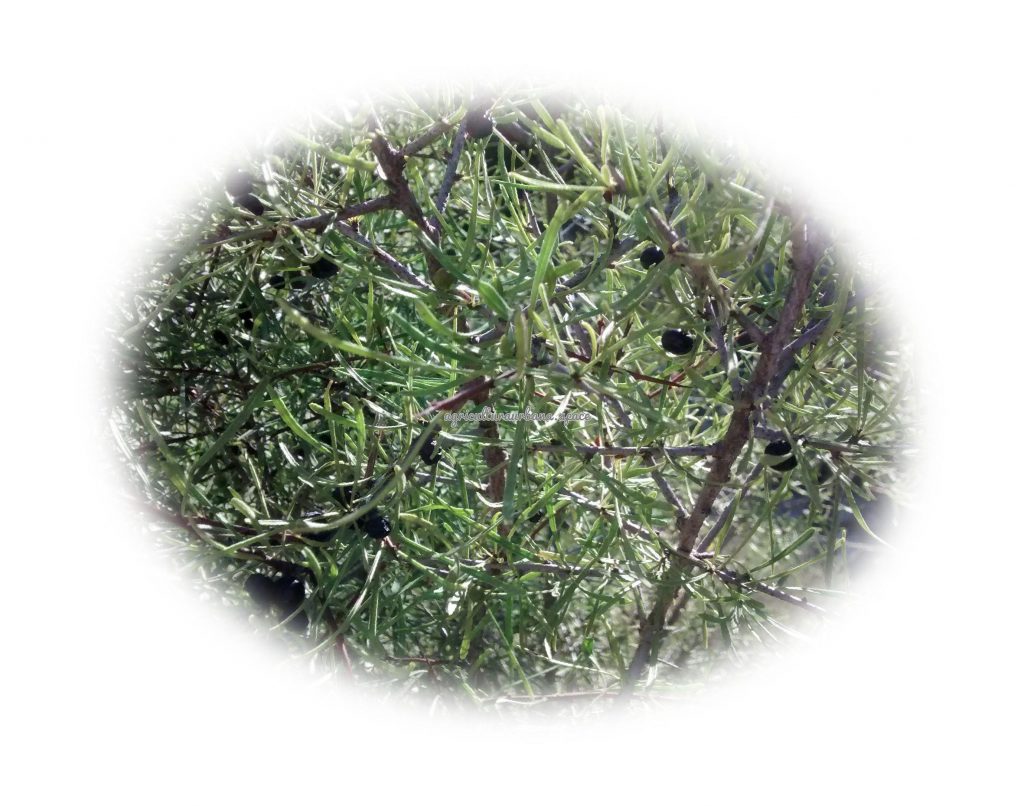 Como cultivar  Espino en tu casa