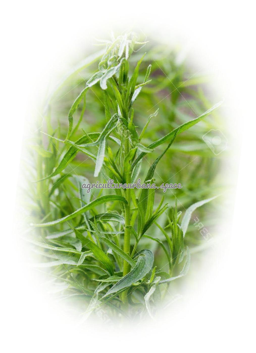 Como sembrar  Estragón en casa