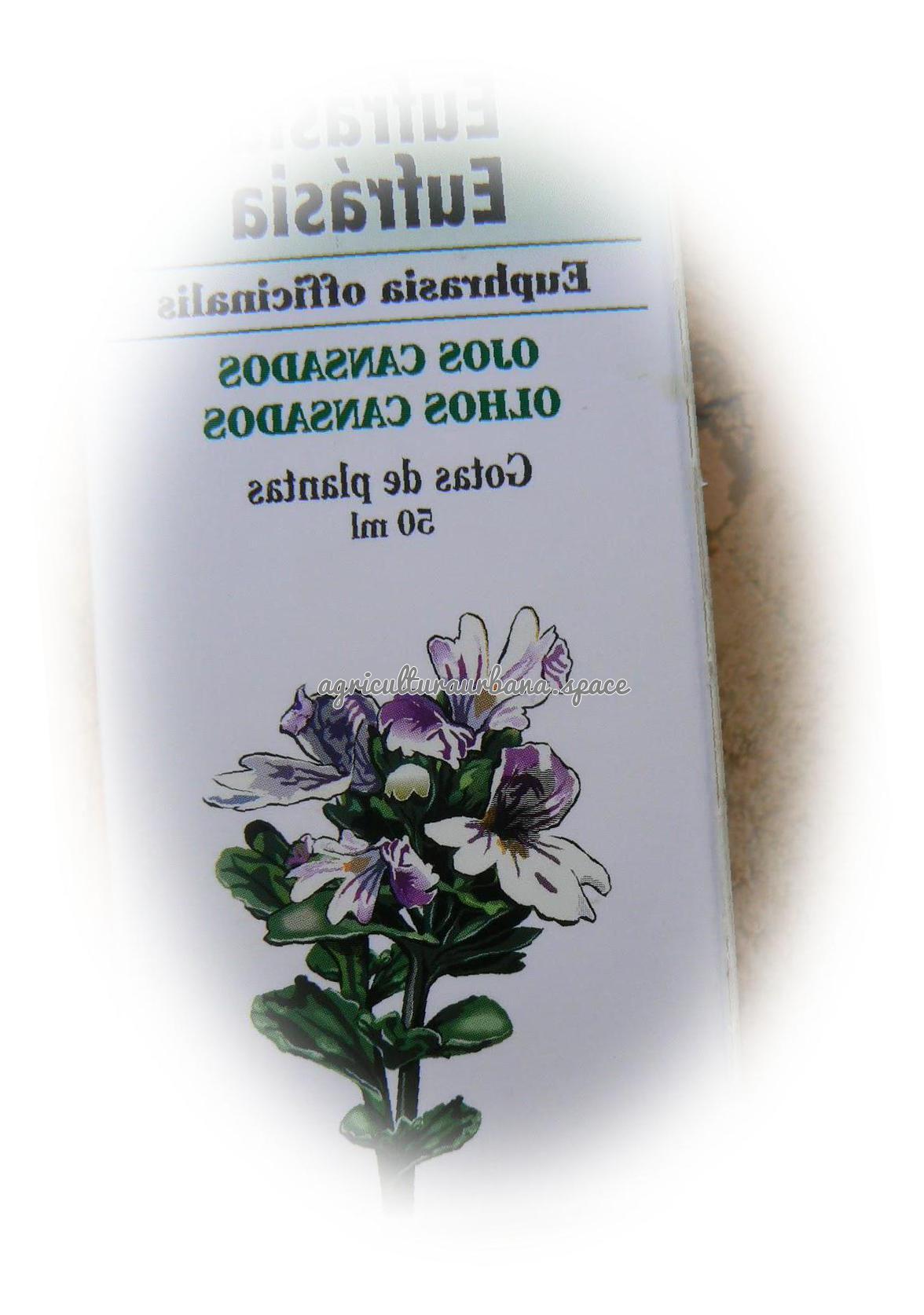 Como plantar  Eufrasia en tu casa