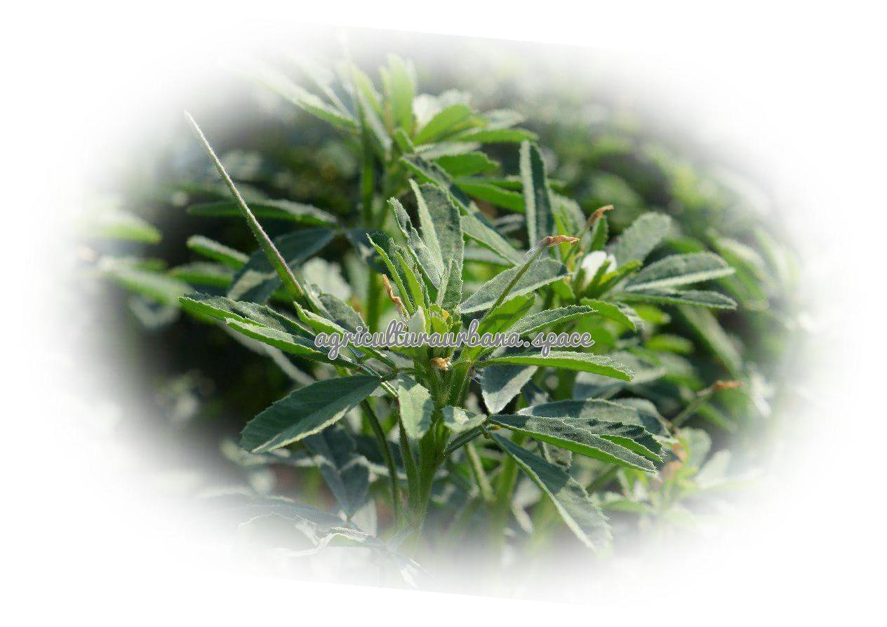 Como plantar  Fenogreco en casa