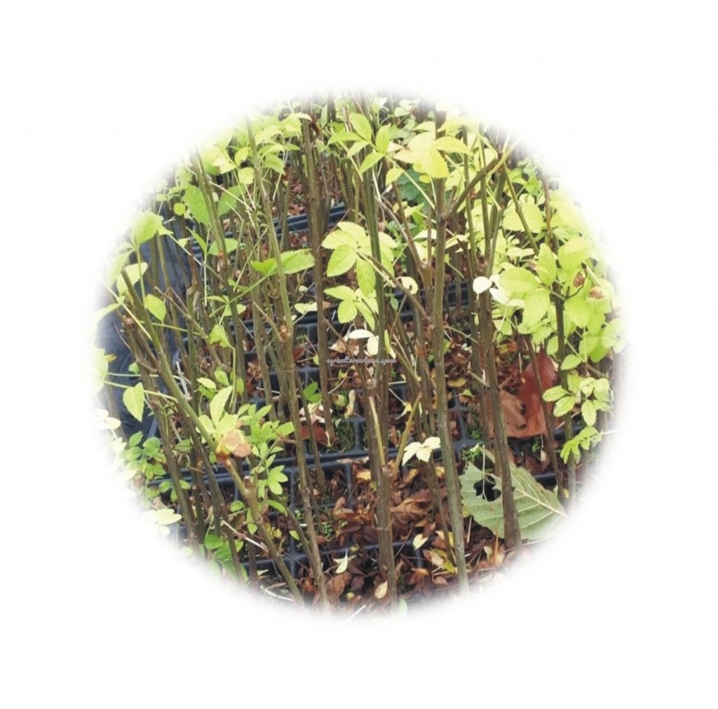 Como cultivar  Fresno en maceta